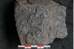 Foto (Detailansicht) von Asplenium hochstetteri Unger (NHMW-GEO-2024-0188-10303)